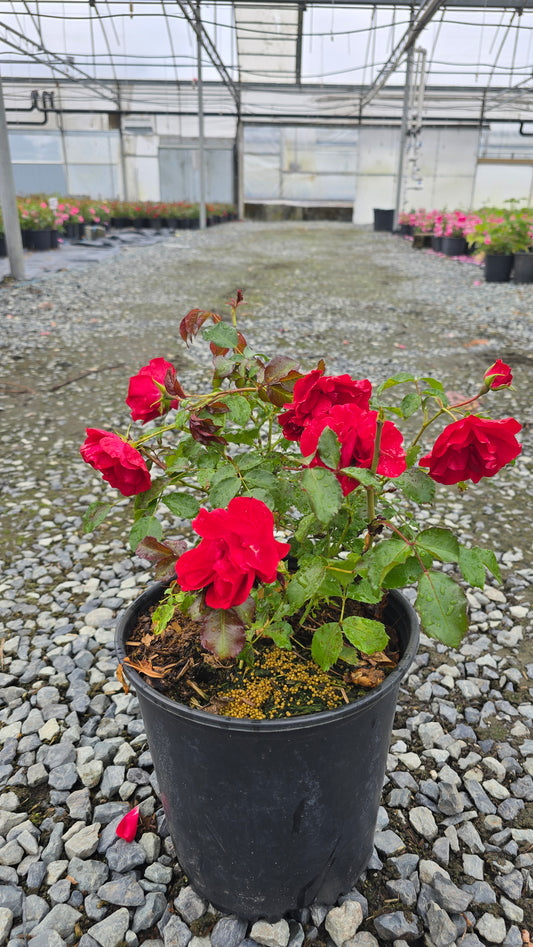 Rosa hybrid Vigorosa® Ruby™ ('KORvillade')