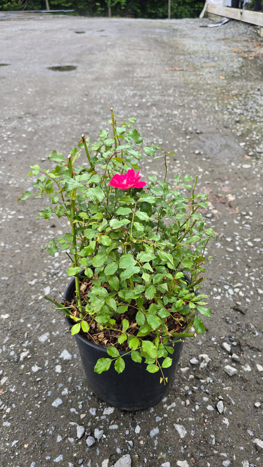 Rosa hybrid Vigorosa® Sweet ('KORdatura')