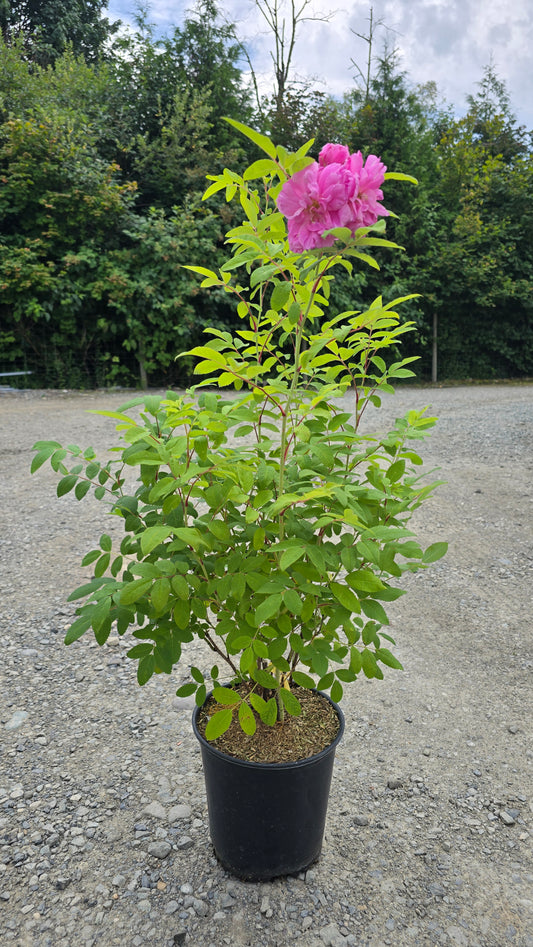 Rosa hybrid 'Therese Bugnet'(RU)