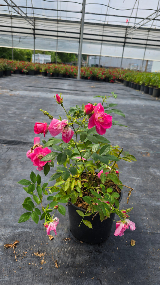 Rosa hybrid 'William Baffin'