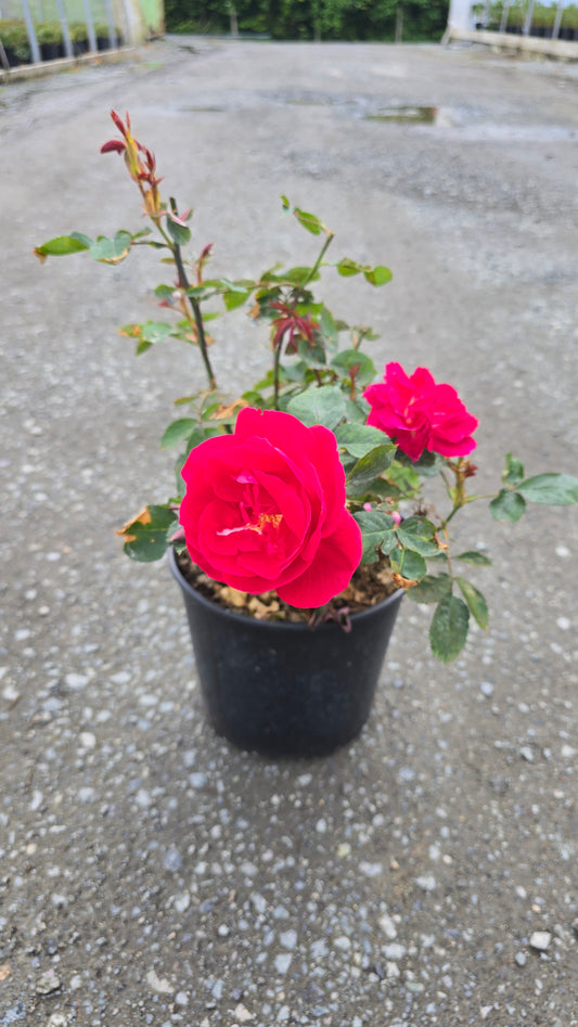 Rosa hybrid 'Winnipeg Parks'