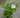 Alba Rugosa Rose