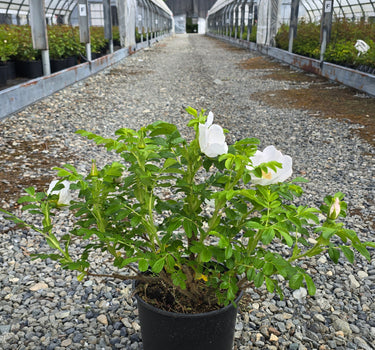 Alba Rugosa Rose