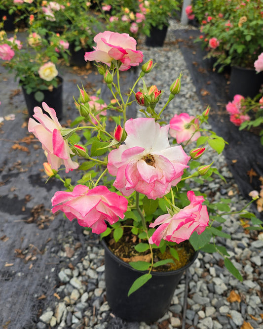 Rosa hybrid 'Camp Fire'