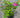Rubra Rugosa Rose
