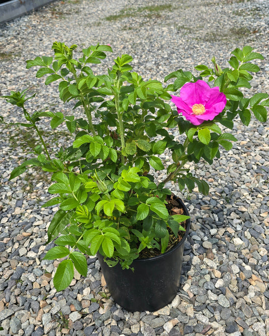 Rosa rugosa 'Rubra'