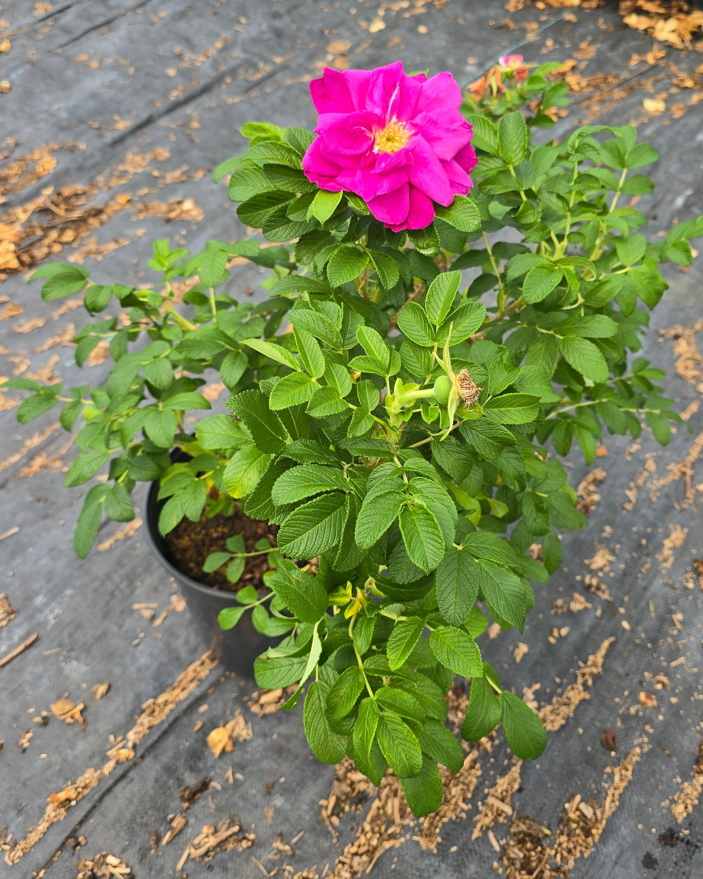 Rosa hybrid 'Scarlet Pavement'