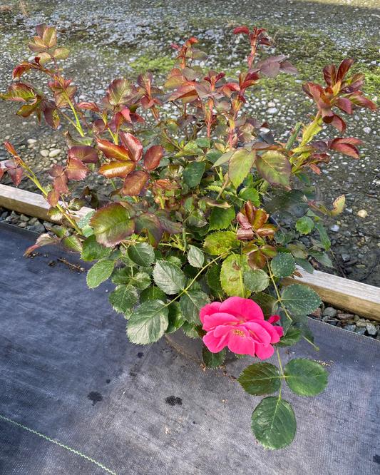Rosa hybrid 'Aurora Borealis™'