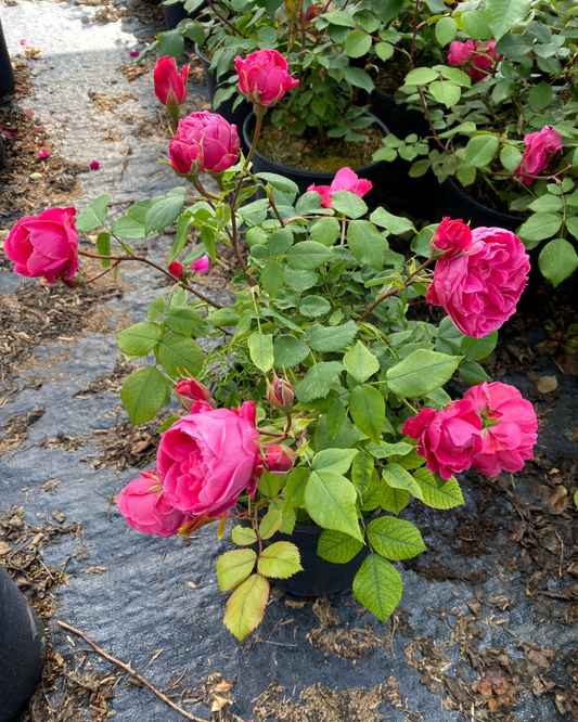 Rosa hybrid 'Alexander MacKenzie’