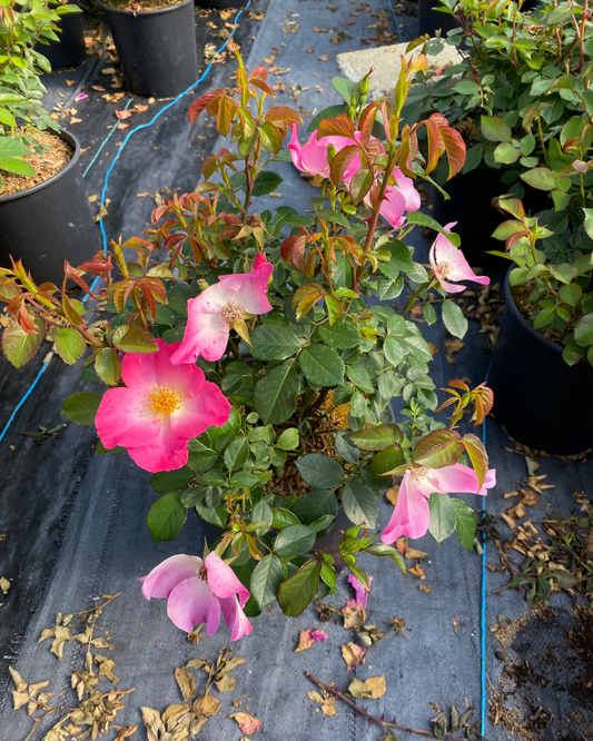 Rosa hybrid 'Cheers' ('Jal-Hip')