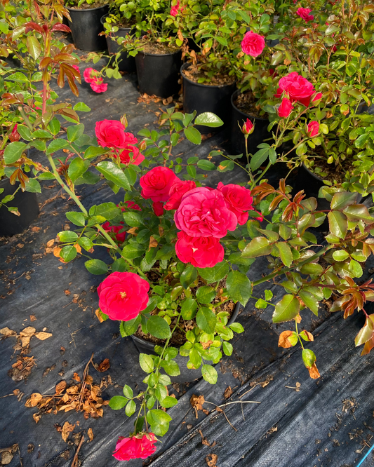 Rosa hybrid 'Morden Amorette'