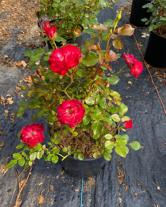 Rosa hybrid 'Never Alone'