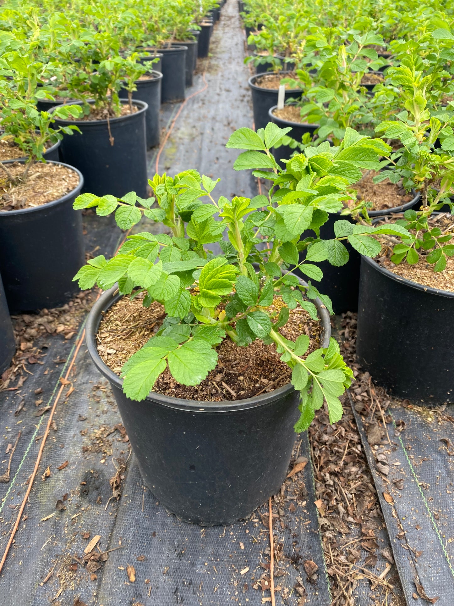 Rosa hybrid 'Scarlet Pavement'
