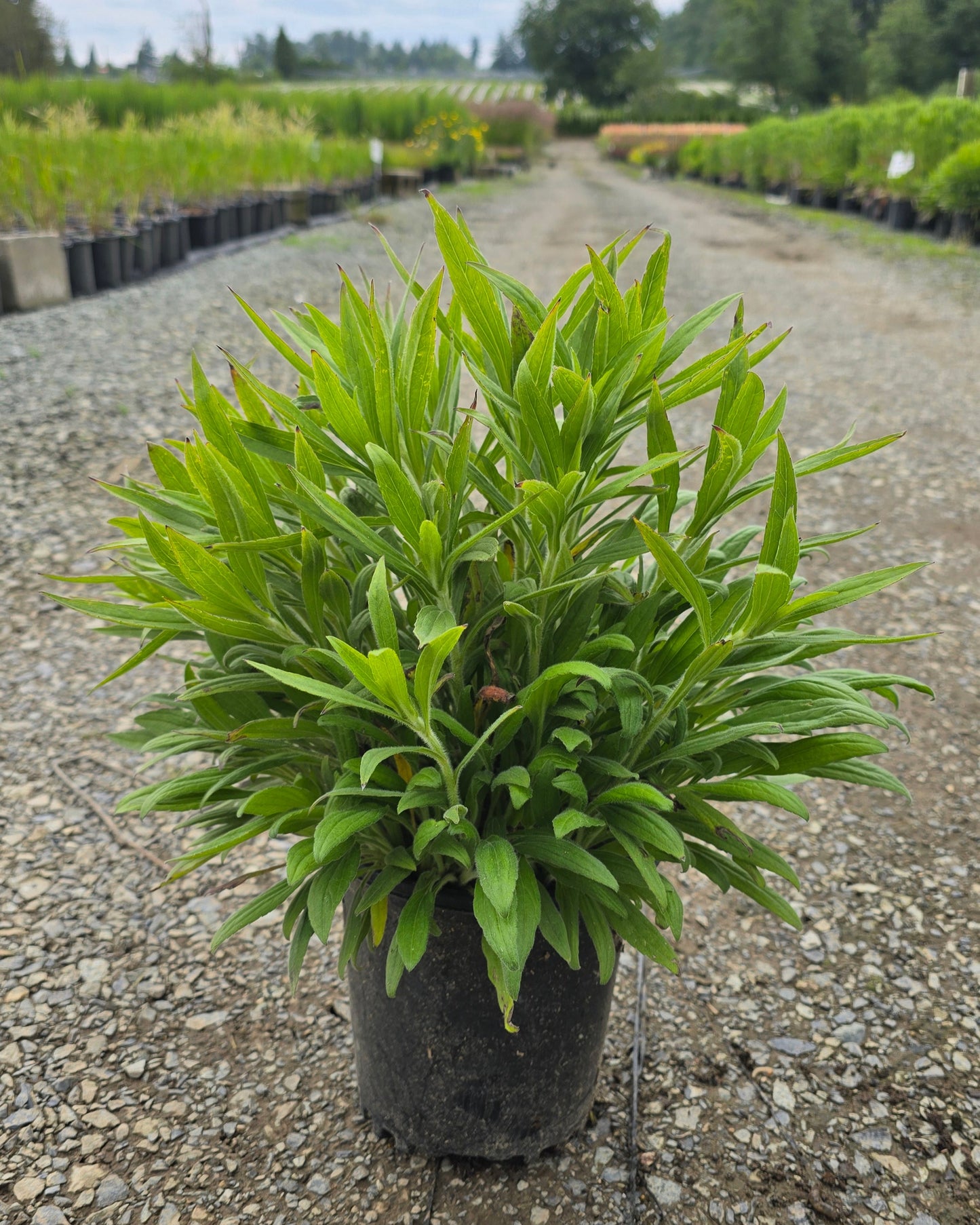 Rudbeckia hybrid American Gold Rush® PP28498