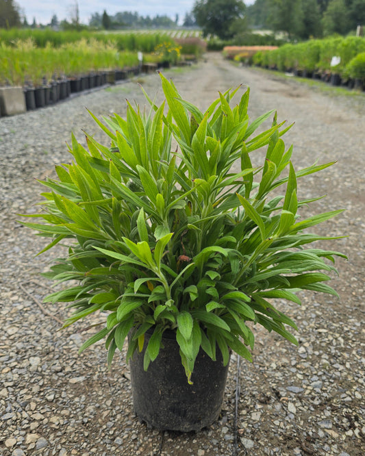 Rudbeckia hybrid American Gold Rush® PP28498