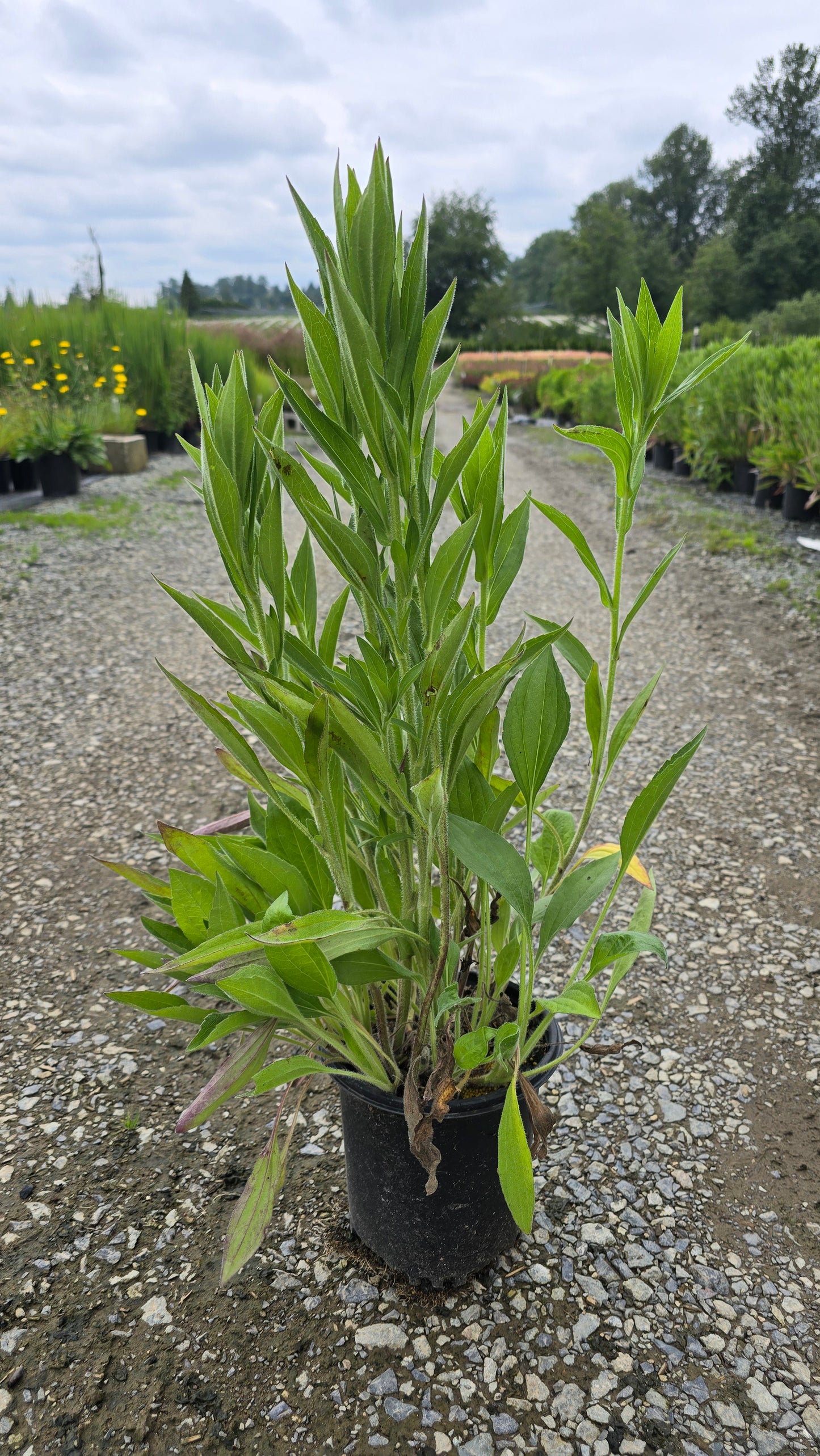 Rudbeckia hybrid 'Glitters Like Gold' PP30933
