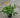 Goldsturm Black-Eyed Susan