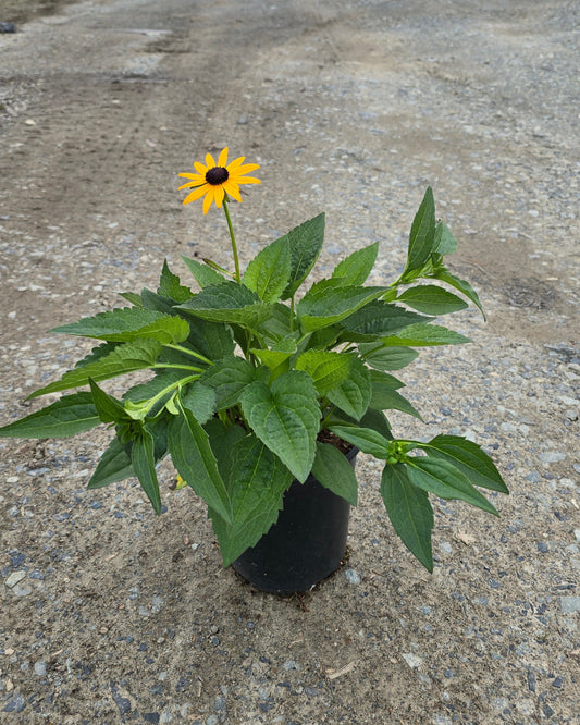 Rudbeckia fulgida 'Goldsturm'