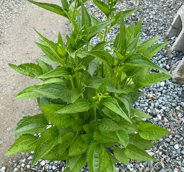 Goldsturm Black-Eyed Susan