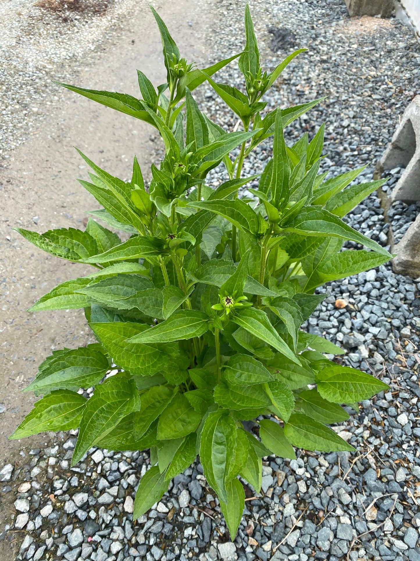 Rudbeckia fulgida 'Goldsturm'