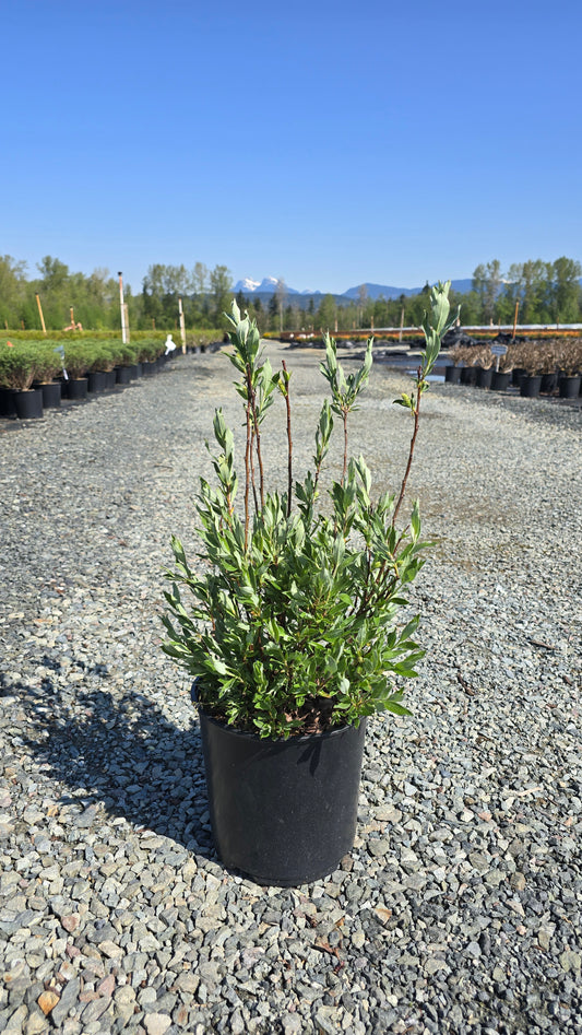 Salix brachycarpa 'Blue Fox'