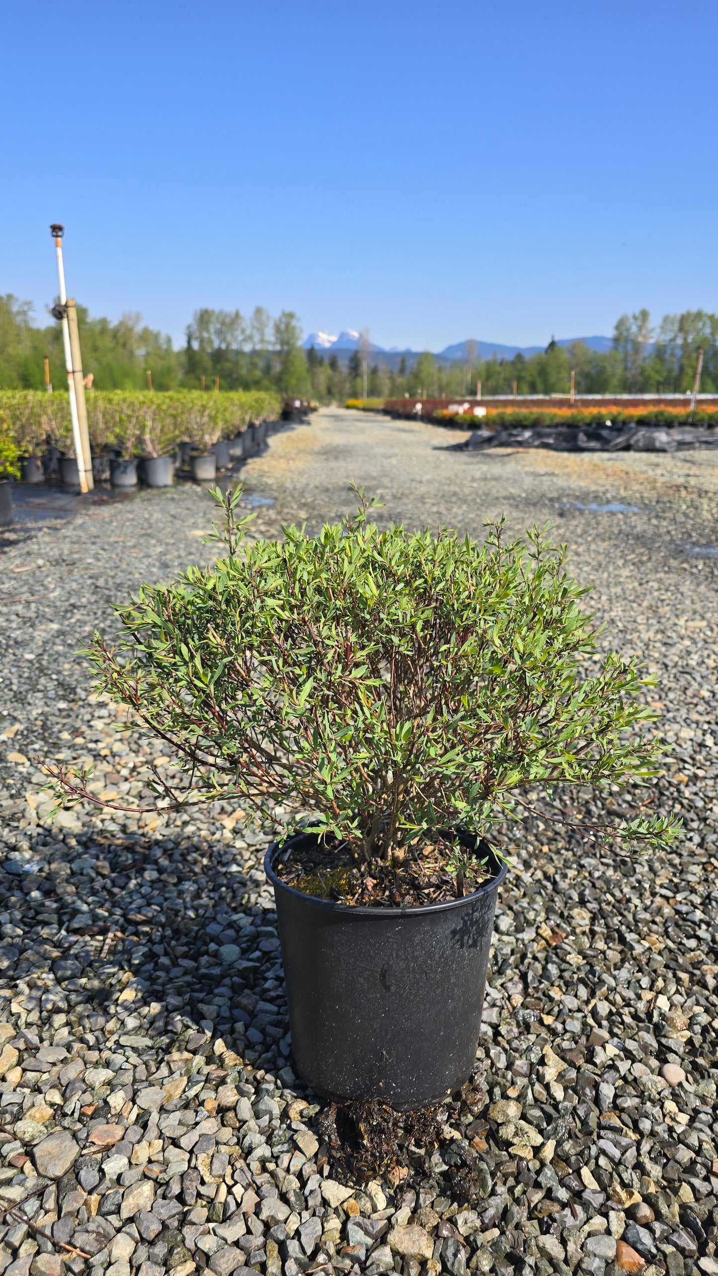 Salix purpurea 'Nana'