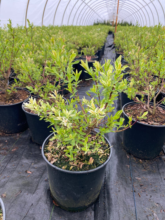 Salix integra 'Flamingo' PP17490