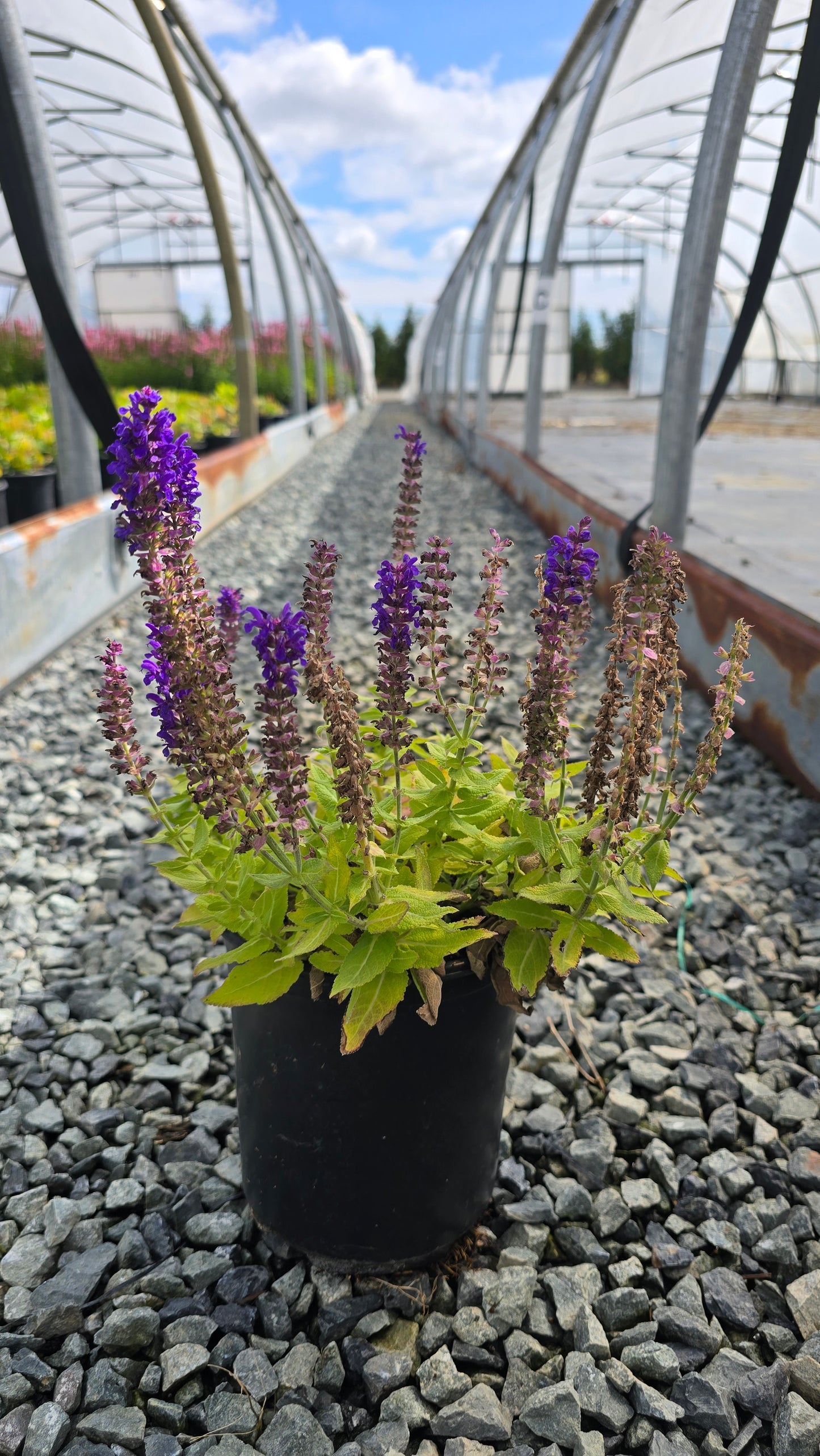 Salvia nemorosa Blue Bouquetta® PP28393