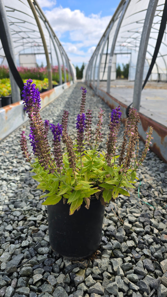 Salvia nemorosa Blue Bouquetta® PP28393