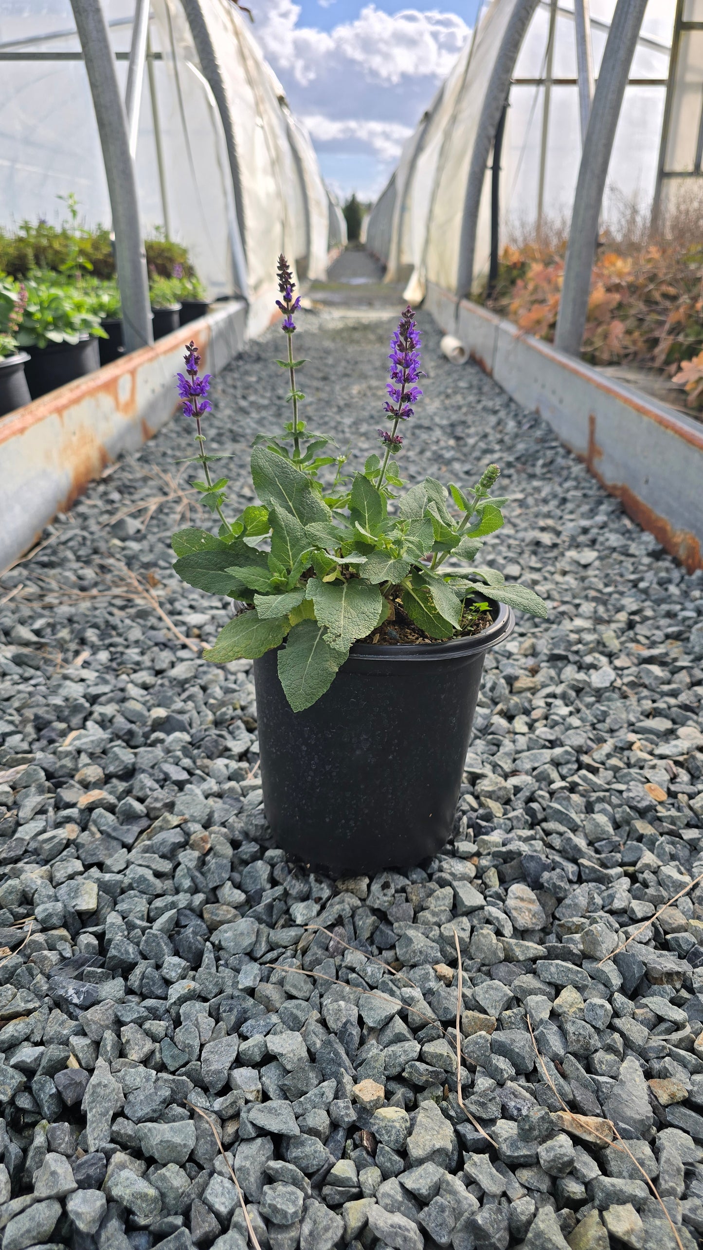 Salvia nemorosa 'Bumbleblue' PPAF