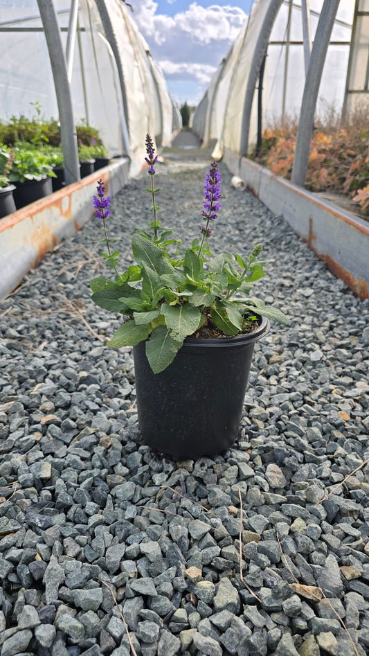 Salvia nemorosa 'Bumbleblue' PPAF