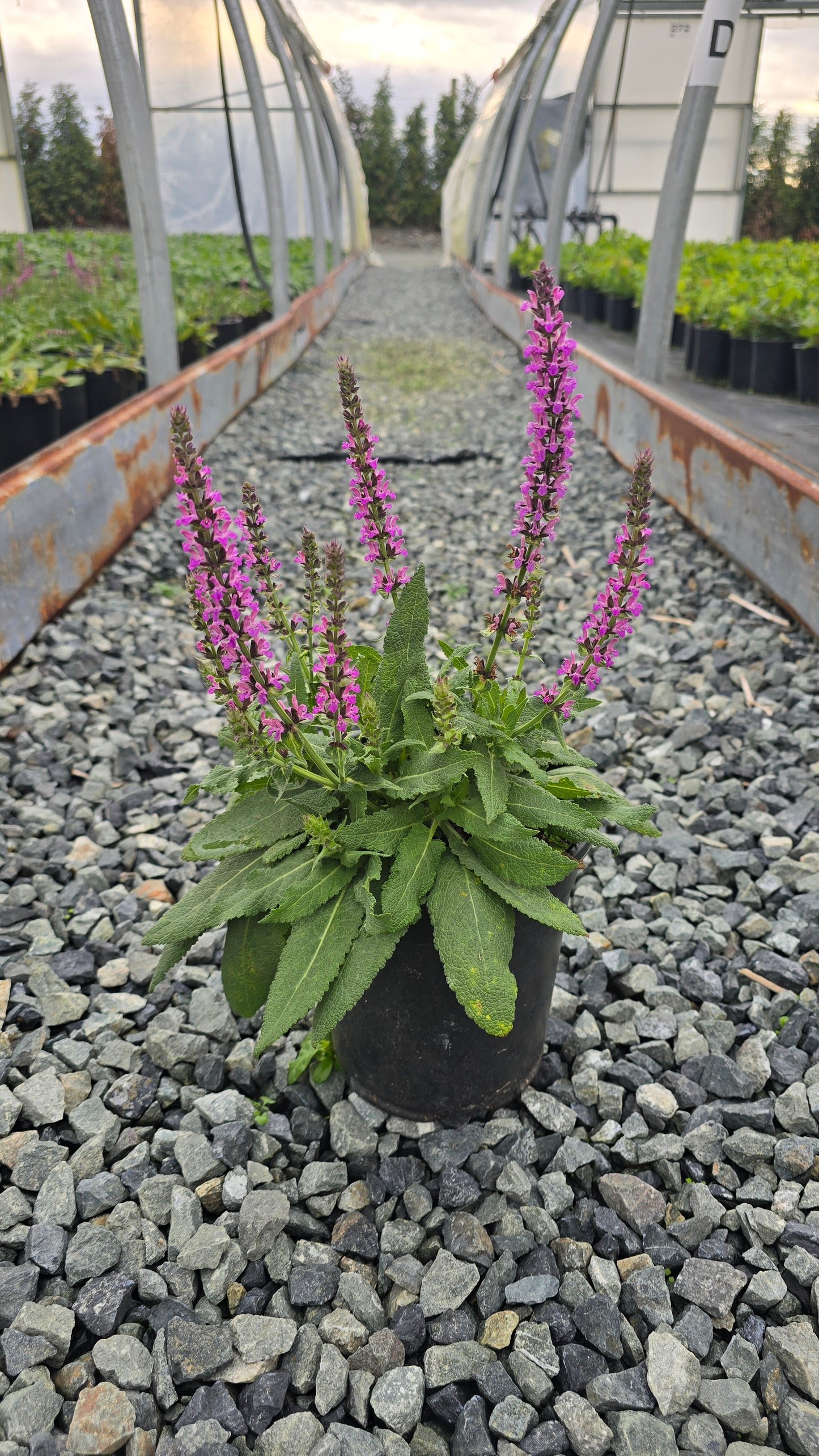 Salvia nemorosa 'Bumbleberry'