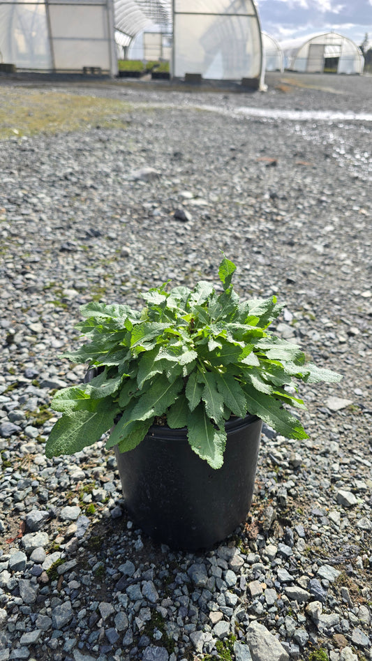 Salvia nemorosa 'Bumblesnow' PP31399