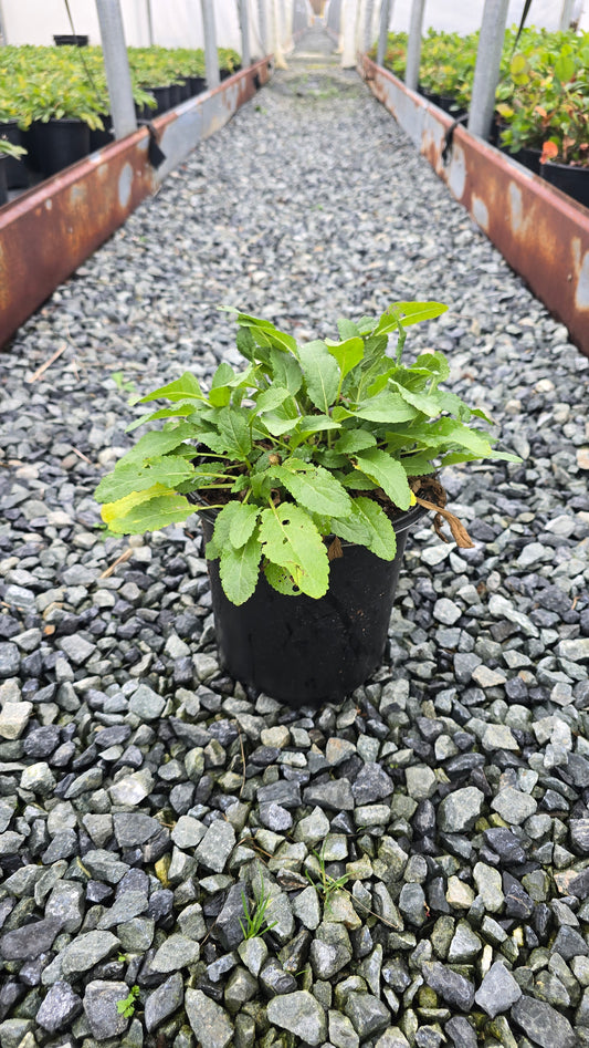 Salvia nemorosa 'Caramia'