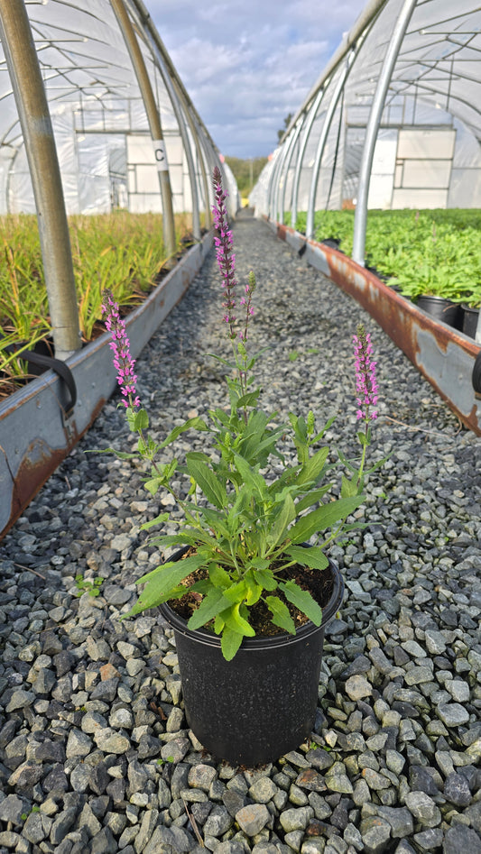 Salvia nemorosa 'Caramia Rosa'