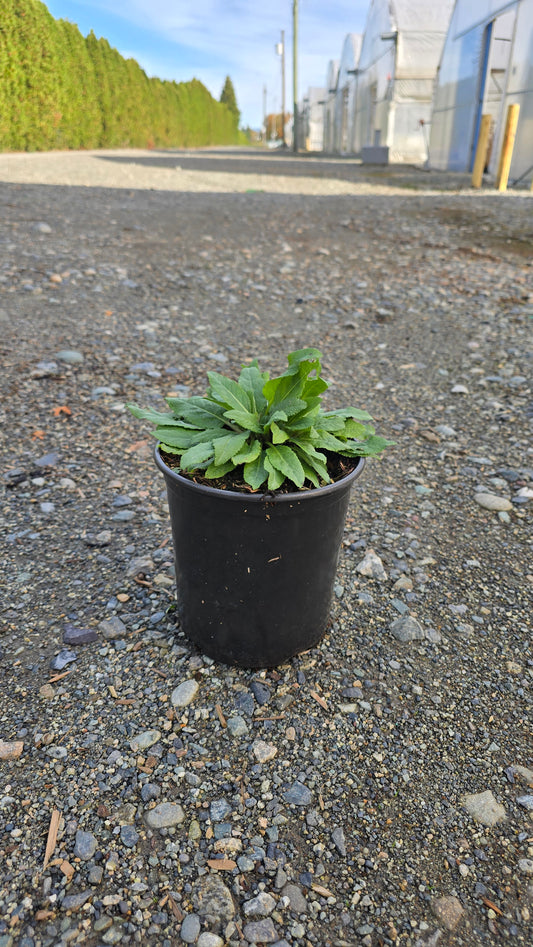 Salvia nemorosa 'East Friesland'