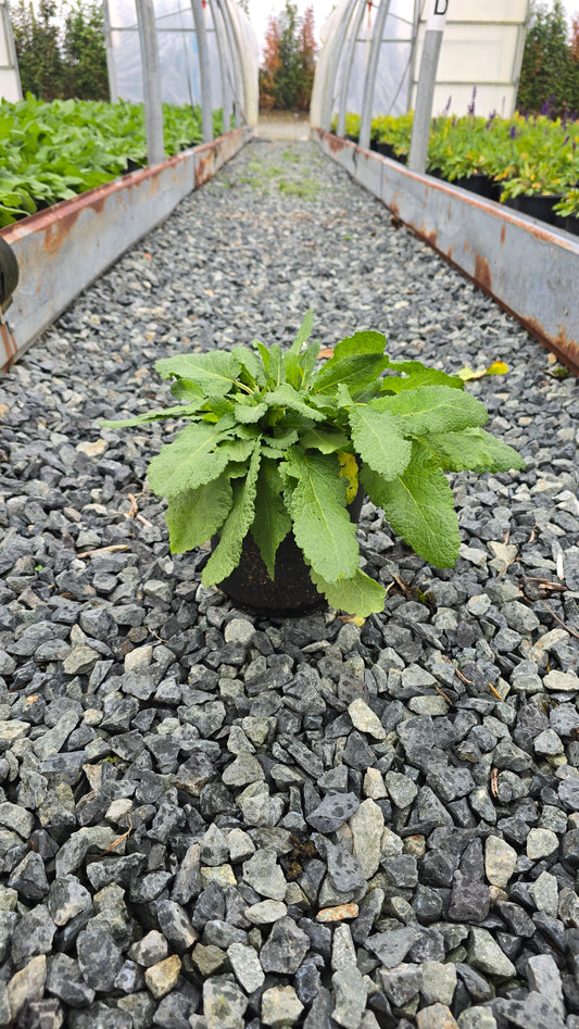 Salvia nemorosa 'May Night'