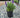 May Night Salvia