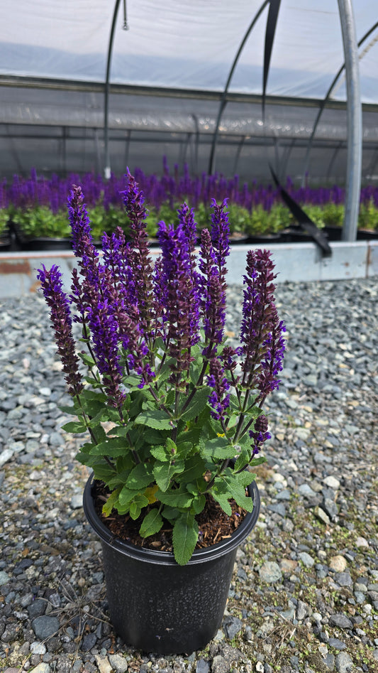 Salvia nemorosa 'Midnight Purple'