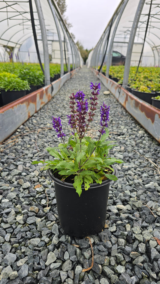 Salvia nemorosa 'Noche'