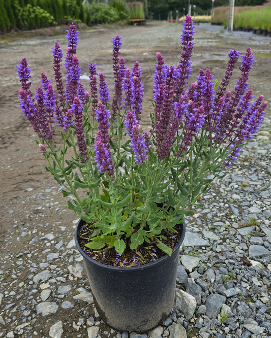 Salvia nemorosa Salute™ 'Ice Blue'