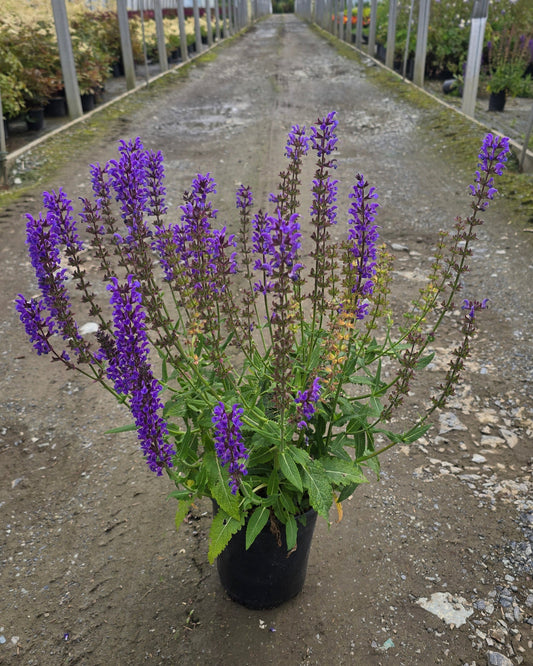 Salvia nemorosa 'Blue By You' PP31033