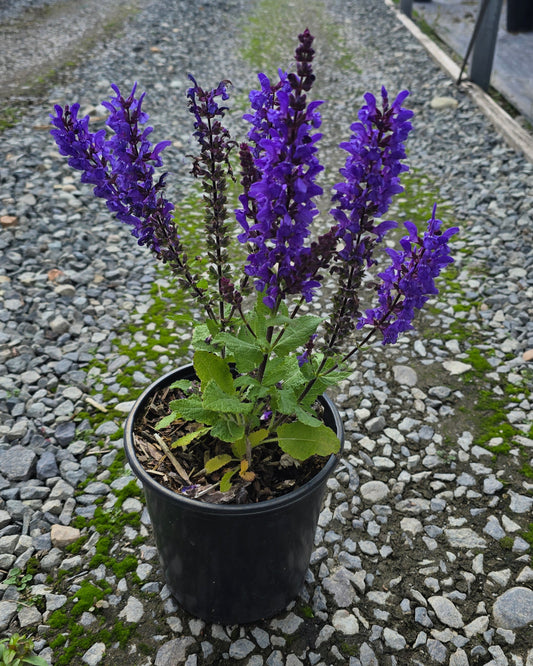 Salvia nemorosa 'Noble Knight'