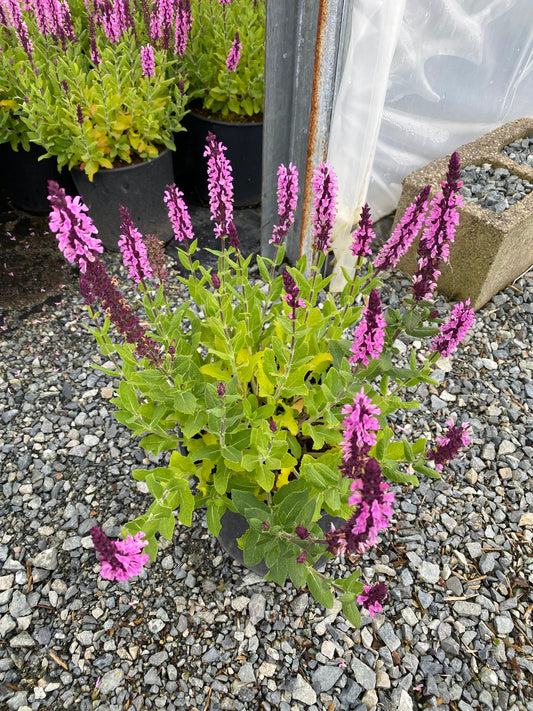 Salvia nemorosa 'Midnight Rose'