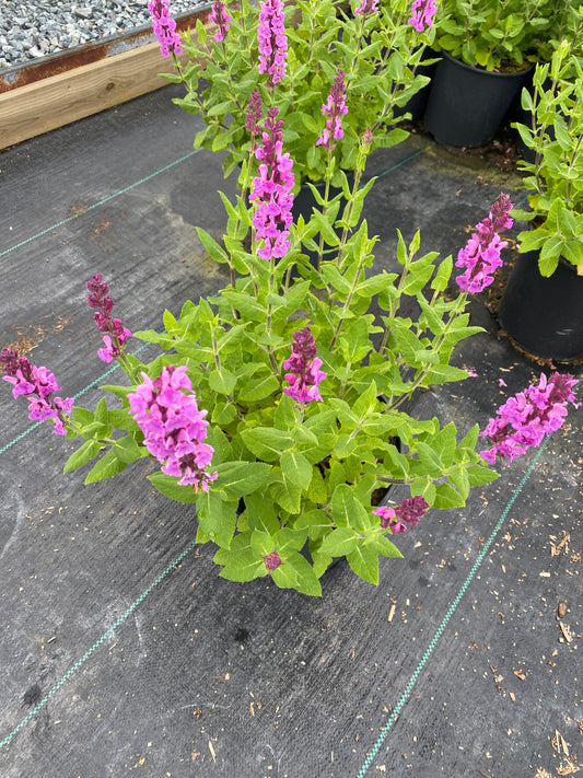 Salvia nemorosa 'Rose Marvel'