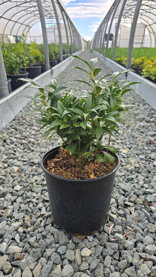 Sarcococca humilis 'Winter Gem'