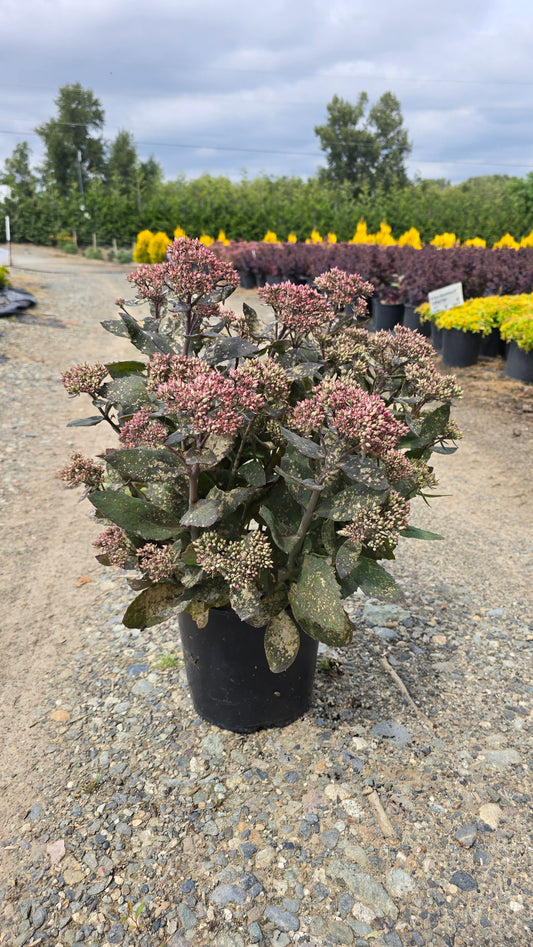 Sedum hybrid 'Mr. Goodbud' PP17671