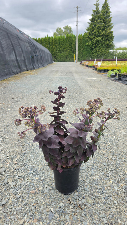 Sedum hybrid 'Night Light' PPAF