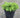 Powderpuff Stonecrop