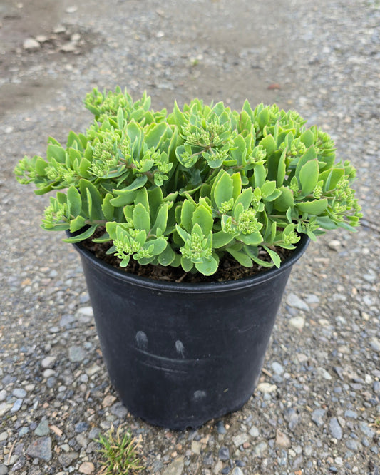Sedum hybrid 'Powderpuff' PP32714